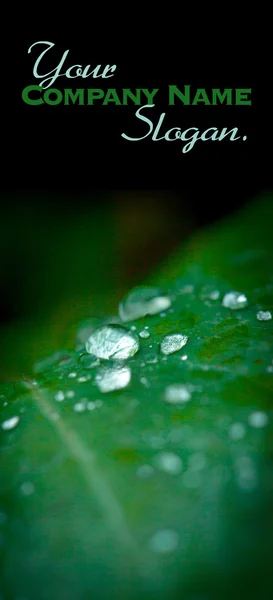 Macro, foglia con rugiada — Foto Stock