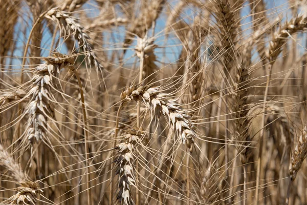 Makro snímek na pšenici — Stock fotografie