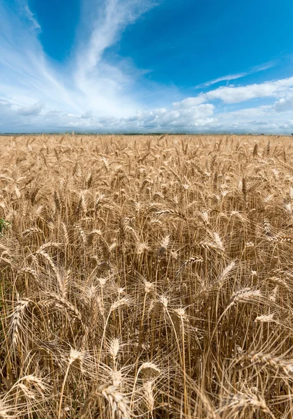 Campo di grano durante estate — Foto Stock