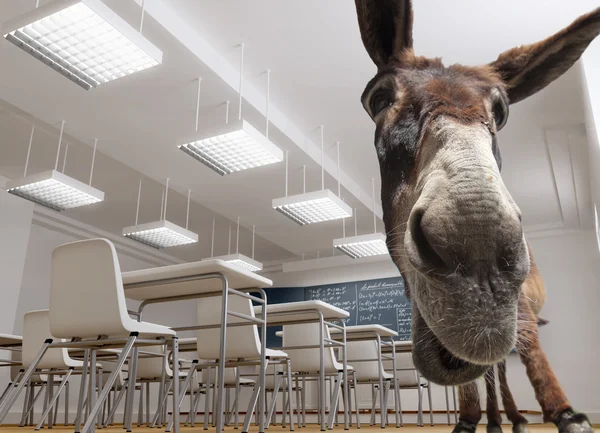 Klassenzimmer-Esel — Stockfoto