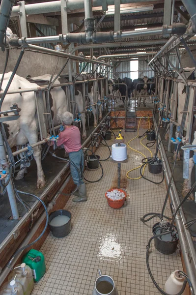 Ordenha de vacas na exploração leiteira — Fotografia de Stock