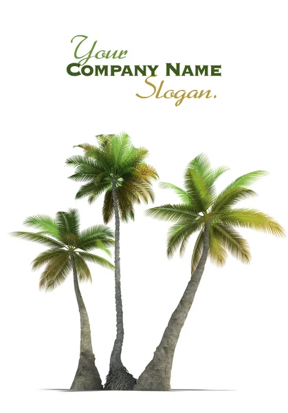 Palm tree trio rendering — Stock Photo, Image