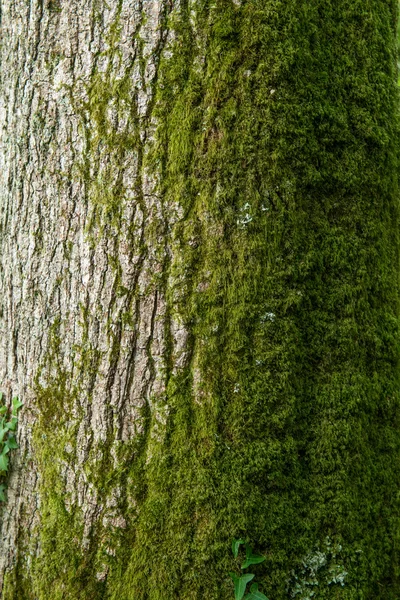 苔藓覆盖的树干 — 图库照片