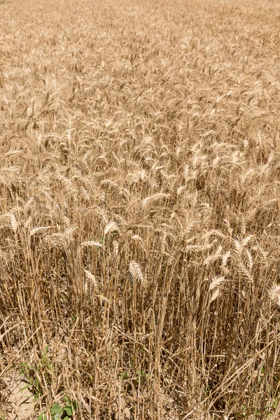 Texture del grano — Foto Stock