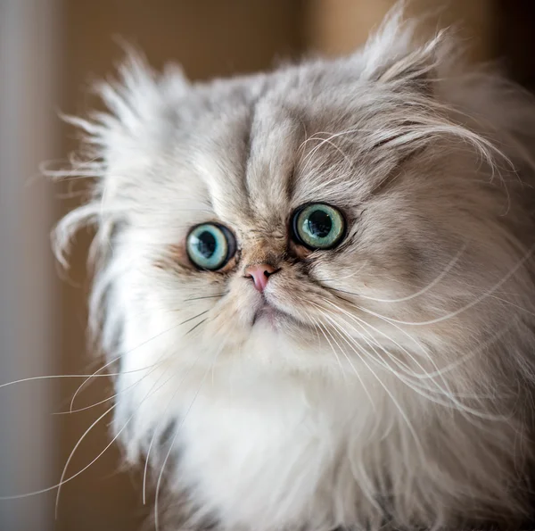 Beautiful Persian cat Stock Photo by ©franckito 65897197