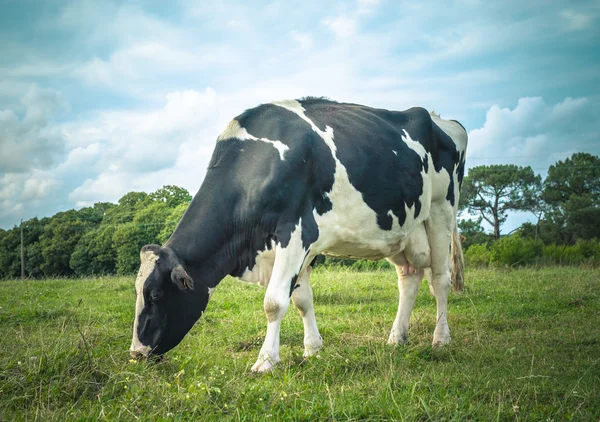 Cow in meadow — Stock Photo, Image