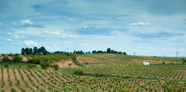 Üzüm bağları — Stok fotoğraf