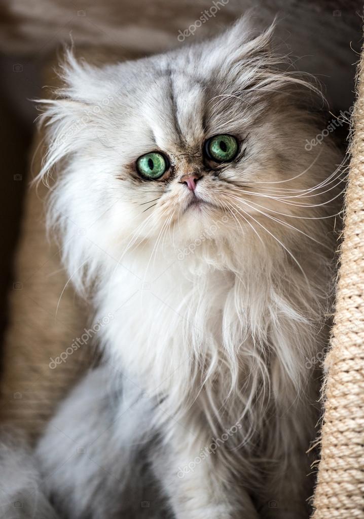 Beautiful Persian cat Stock Photo by ©franckito 65902887