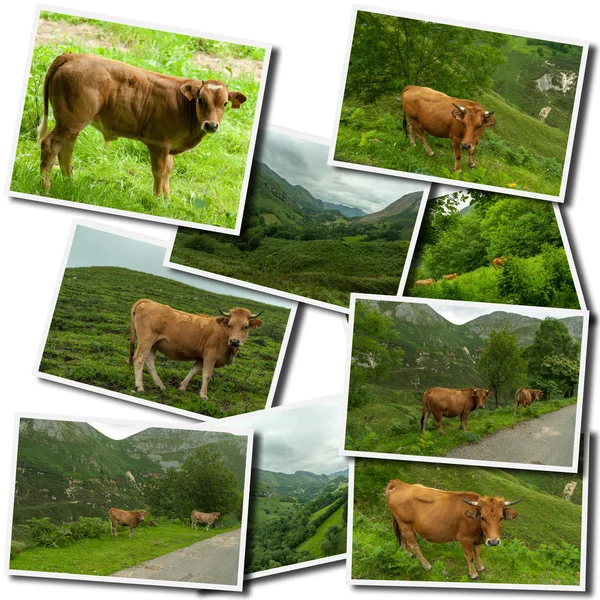 Cow collection — Stock Photo, Image