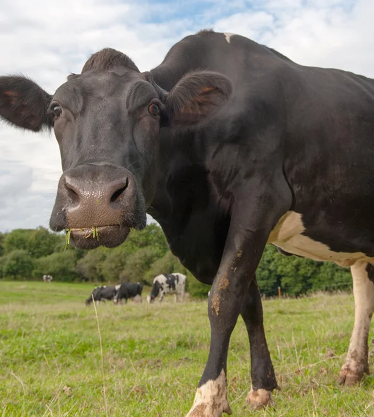 Manada de vacas no prado — Fotografia de Stock