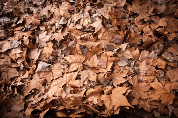 Otoño — Foto de Stock