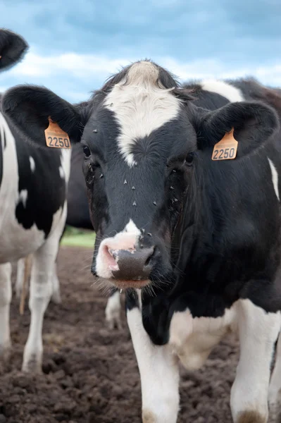 Retrato de vaca — Foto de Stock