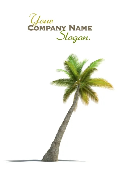 Palm tree rendering — Stock Photo, Image