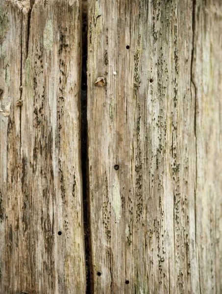 오래 된 나무 줄기 — 스톡 사진