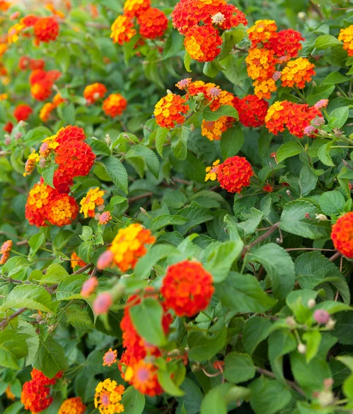 Rode en oranje bloemen — Stockfoto