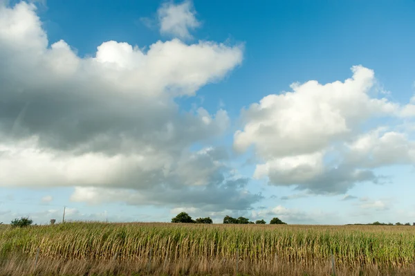 Majsfält — Stockfoto