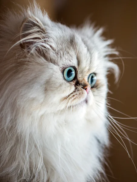 Frumoasă pisică persană — Fotografie, imagine de stoc