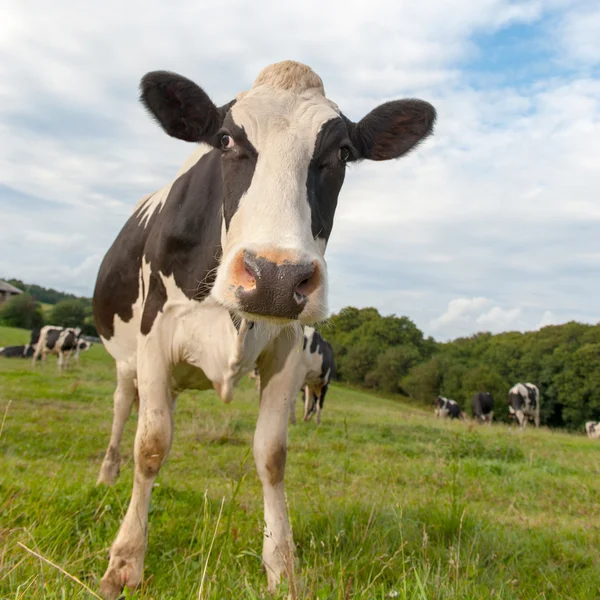 Manada de vacas no prado — Fotografia de Stock