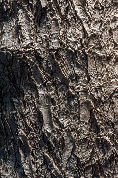 Texture du tronc d'arbre — Photo