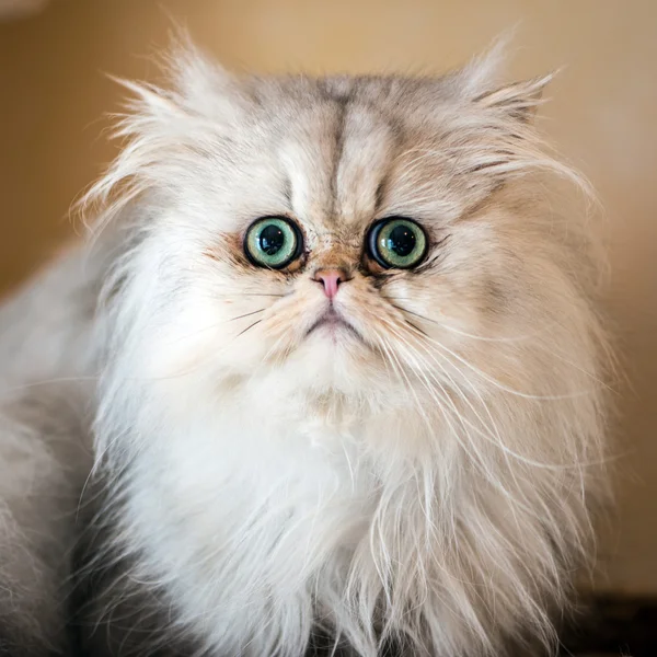 Fotos De Gato Persa De Ojos Azules De Stock Gato Persa De Ojos Azules Imagenes Libres De Derechos Depositphotos Fotos De Gato Persa De Ojos Azules De Stock Gato Persa De Ojos Azules Imagenes Libres De Derechos Depositphotos