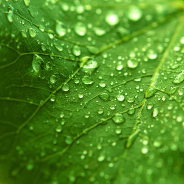 Green freshness of a dewy leaf clipart