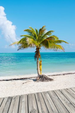 Tropikal plaj ve güverte