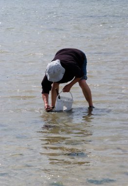 Deniz tarağı digger