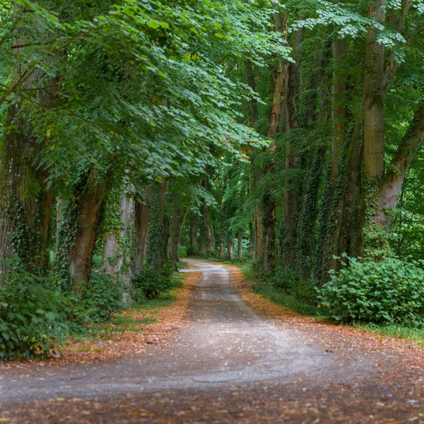 Túnel verde — Foto de Stock