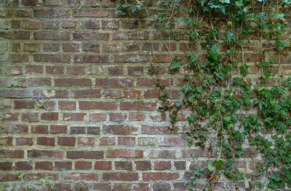 Efeu bedeckte Ziegelmauer — Stockfoto