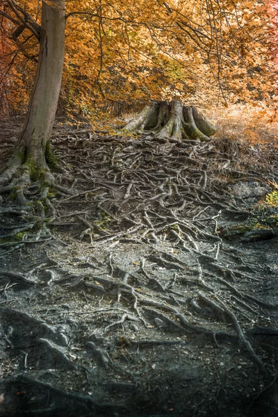 Wurzeln — Stockfoto