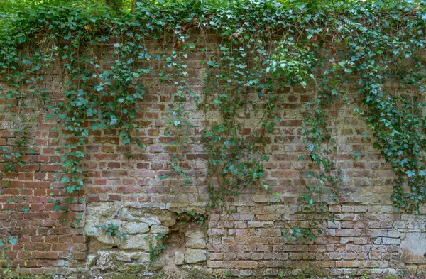 Efeu bedeckte Ziegelmauer — Stockfoto