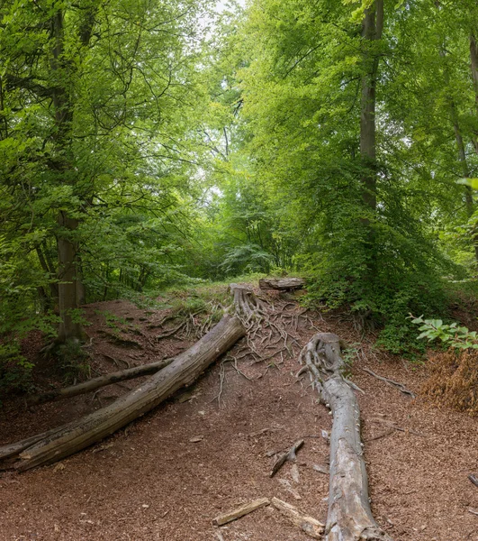 Mrtvé stromy v lese — Stock fotografie