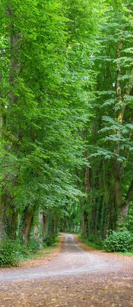 Yeşil tünel — Stok fotoğraf