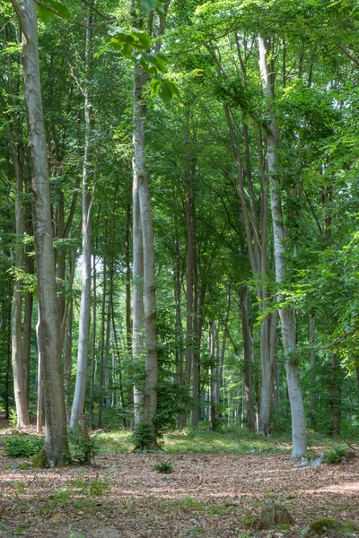 Na floresta — Fotografia de Stock