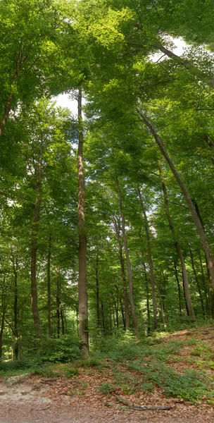 Bosques en el verano — Foto de Stock