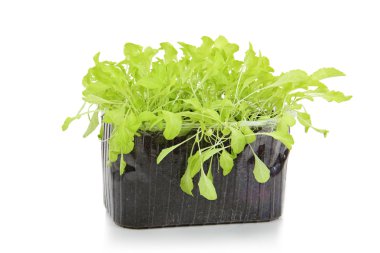 salata izole bir kap içinde