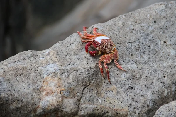 Rote Krabbe auf den Felsen — Stockfoto