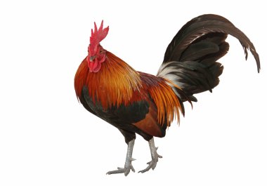 colorful rooster isolated on white clipart