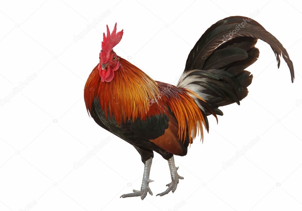 colorful rooster isolated on white