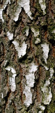 Huş kabuğu arka plan