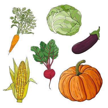 Hasat. Sonbahar sebzeleri, balkabağı, havuç, lahana, mısır, patlıcan, pancar, beyaz arka planda izole edilmiş. Vektör illüstrasyonu.