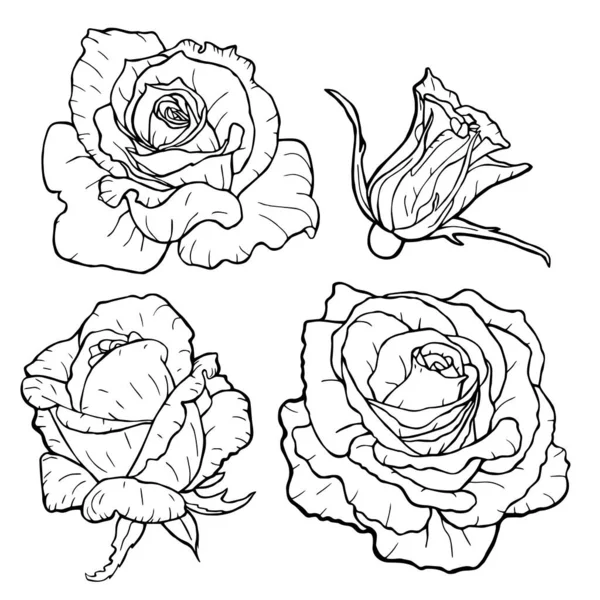 Silhouette Ligne Roses Contour Noir Sur Fond Blanc Illustration Vectorielle — Image vectorielle