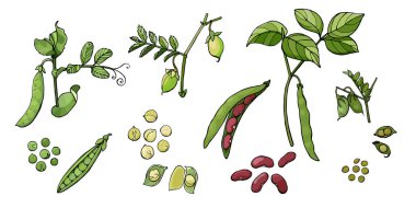 Fasulye koleksiyonu. Bezelye, nohut, fasulye ve mercimek tohumu grubu. Vektör illüstrasyonu beyaz arkaplanda izole edildi.