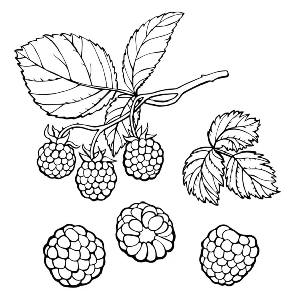 ラズベリーの枝 果実と葉 白を基調としたベクトルイラスト — ストックベクタ