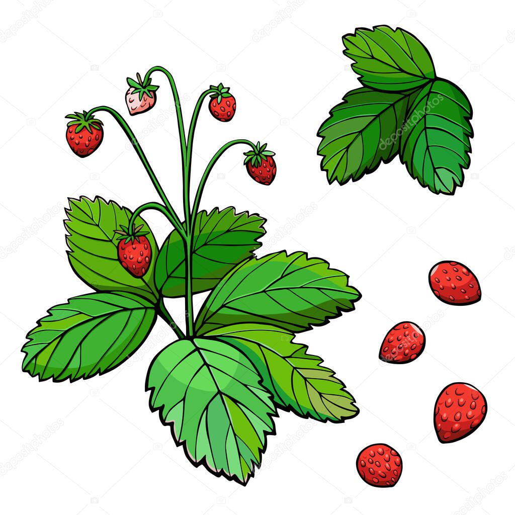 Wild strawberry set, berries and leaves. Hand drawn colorful vector illustration isolated on white background