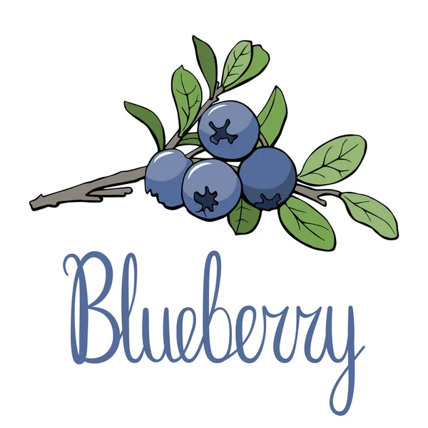 Branche Bleuet Avec Des Baies Des Feuilles Illustration Logo Vectoriel — Image vectorielle