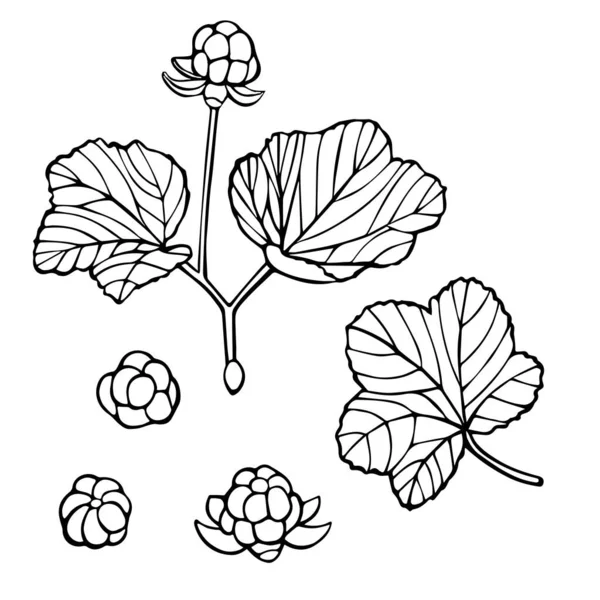 Ligne Art Cloudberry Ensemble Baies Feuilles Illustration Vectorielle Tirage Main — Image vectorielle