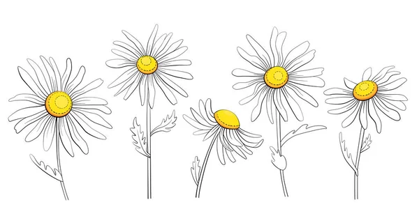 Croquis Encre Fleurs Camomille Illustration Vectorielle Isolée Sur Fond Blanc — Image vectorielle