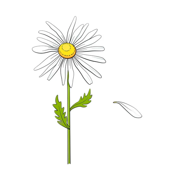 Fleur Marguerite Avec Pétale Volant Illustration Vectorielle Isolée Sur Fond — Image vectorielle