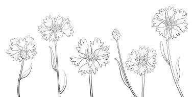 Çiçek seti. Çiçek koleksiyonu. Vektör illüstrasyonu beyaz arkaplanda izole edildi.